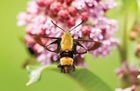 Snowberry clearwing moth hovering at a flower taking nectar