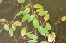 Photo of variable-leaf pondweed leaves floating in a muddy pond