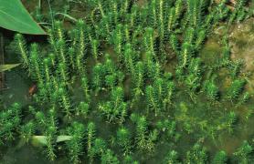 Photo of water milfoil plants along the shore of a pond