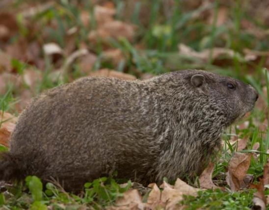 Groundhog in leaves and grass