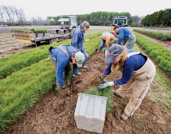 Five people working with plants in a field at the State Nursery