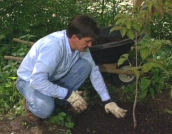 Man patting down soil next to newly planted sapling
