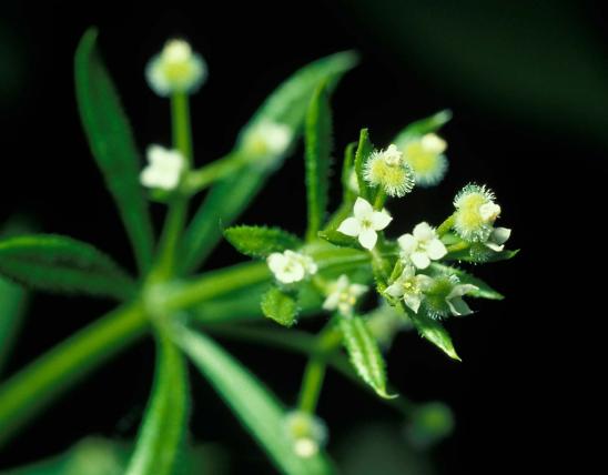 Photo of cleavers flower cluster with developing fruits