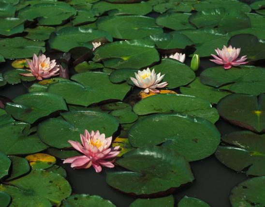 Photo of water lily pads and flowers on a pond