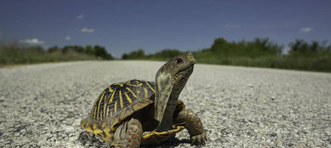 Ornate box turtle crosses a Missouri road