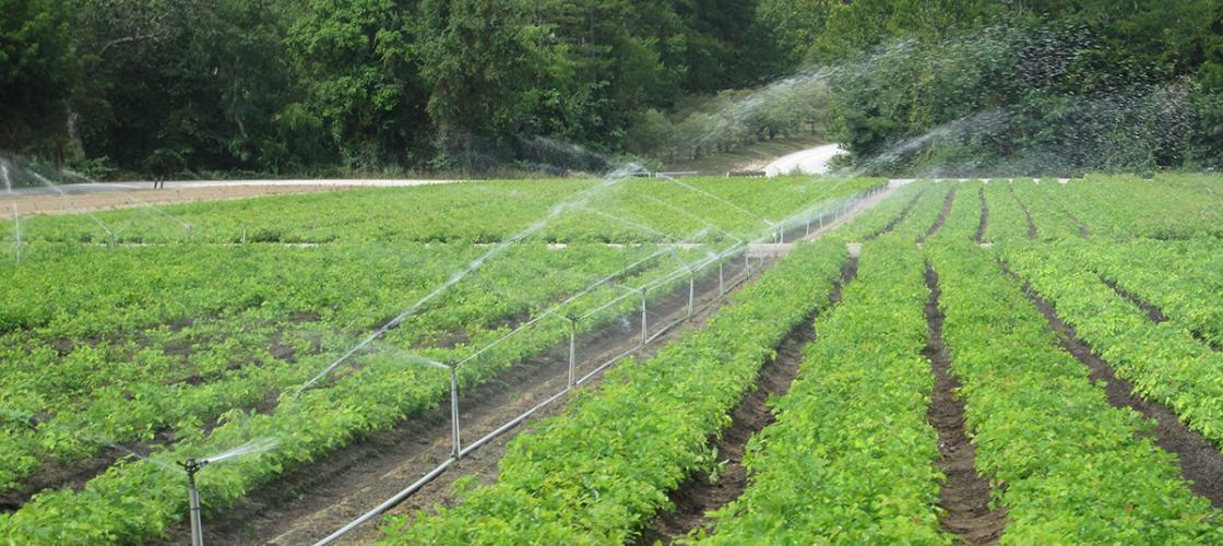 Photo of seedling nursery irrigation system