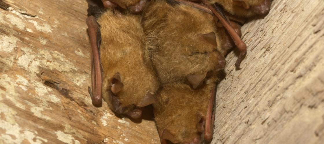 Brown Bats