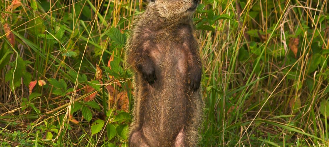 A groundhog stands on its hind legs to look around its surroundings.