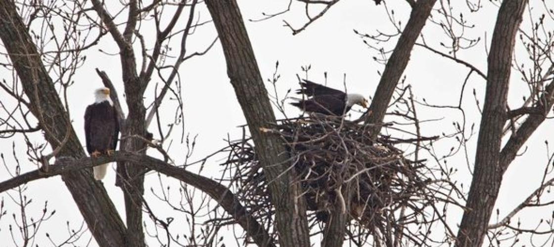 Eagle Nest at Loess Bluffs