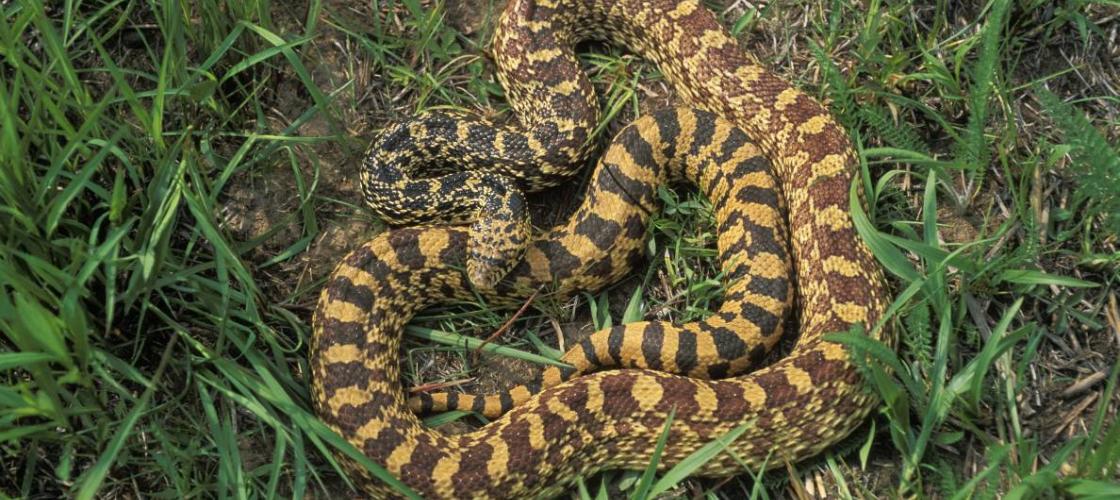 Bullsnake coiled up in the grass 