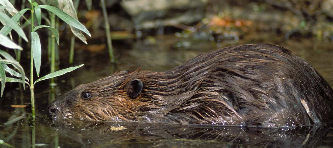 Photo of a beaver half in water