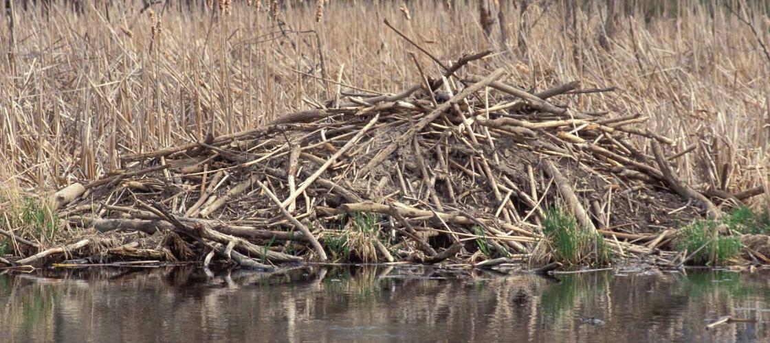 Photo of a beaver lodge in a wetlands area, with cattails in the background