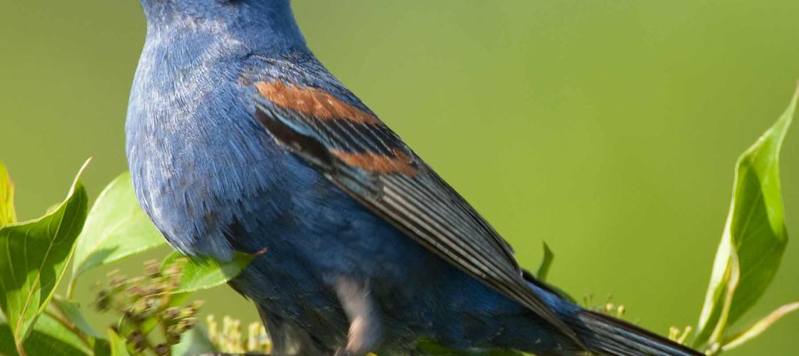 Photo of a male blue grosbeak with berry juice on its bill