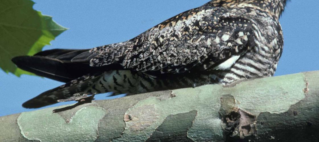 Photo of a common nighthawk on a sycamore branch.