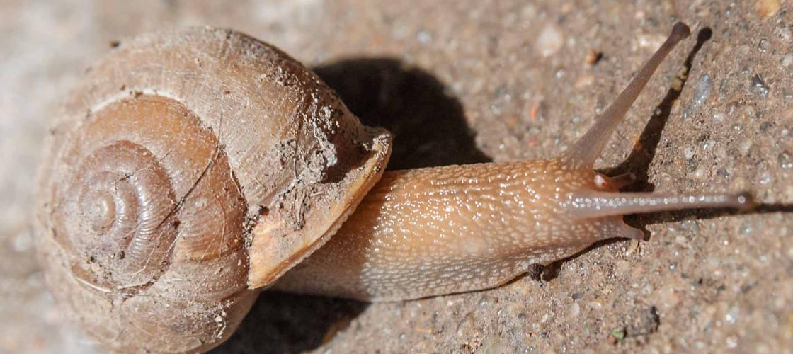 Land snail crawling with dried dirt on its shell