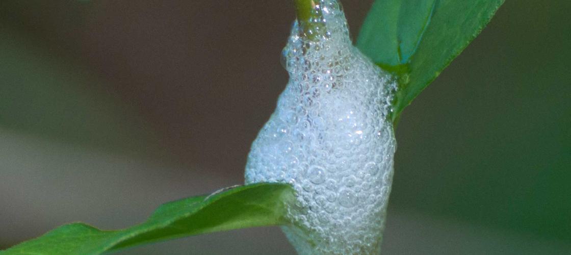 Photo of a mass of spittlebug foam on a plant stalk