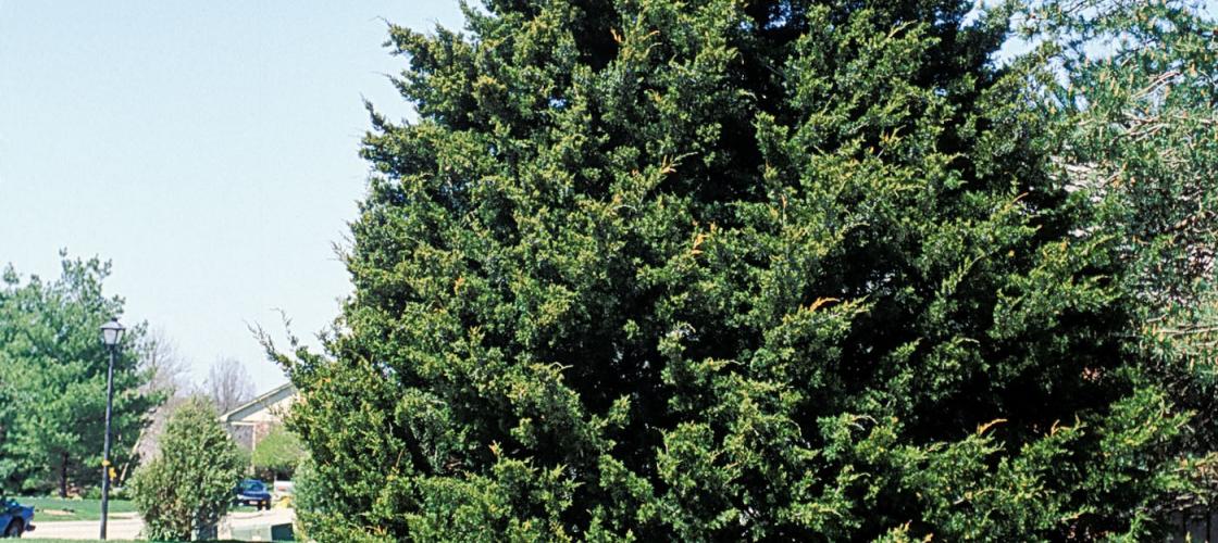 Photo of an eastern red cedar.