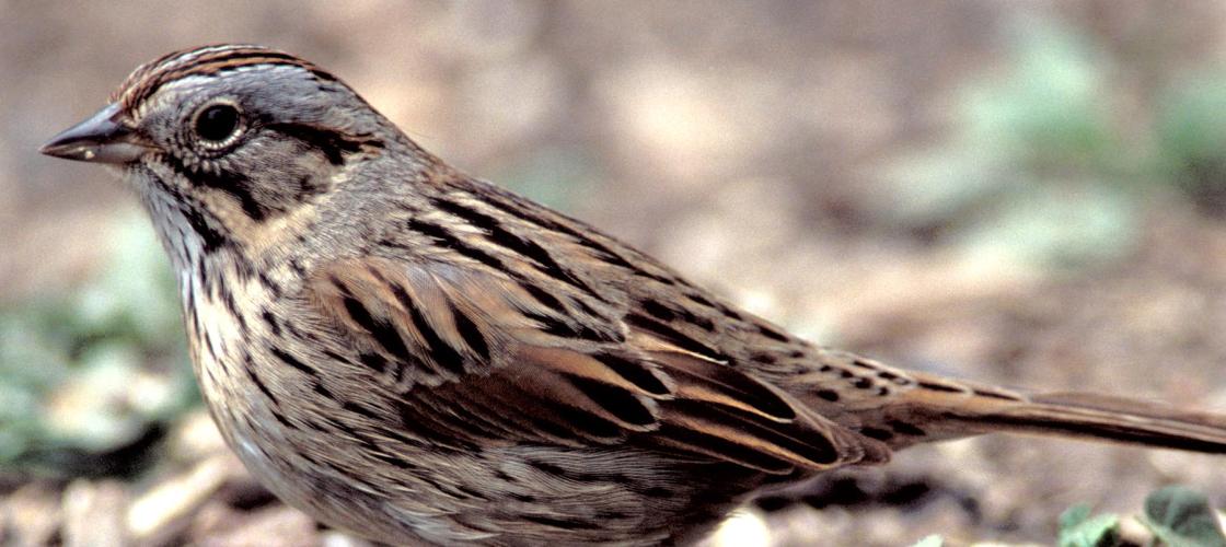 Image of lincoln's sparrow