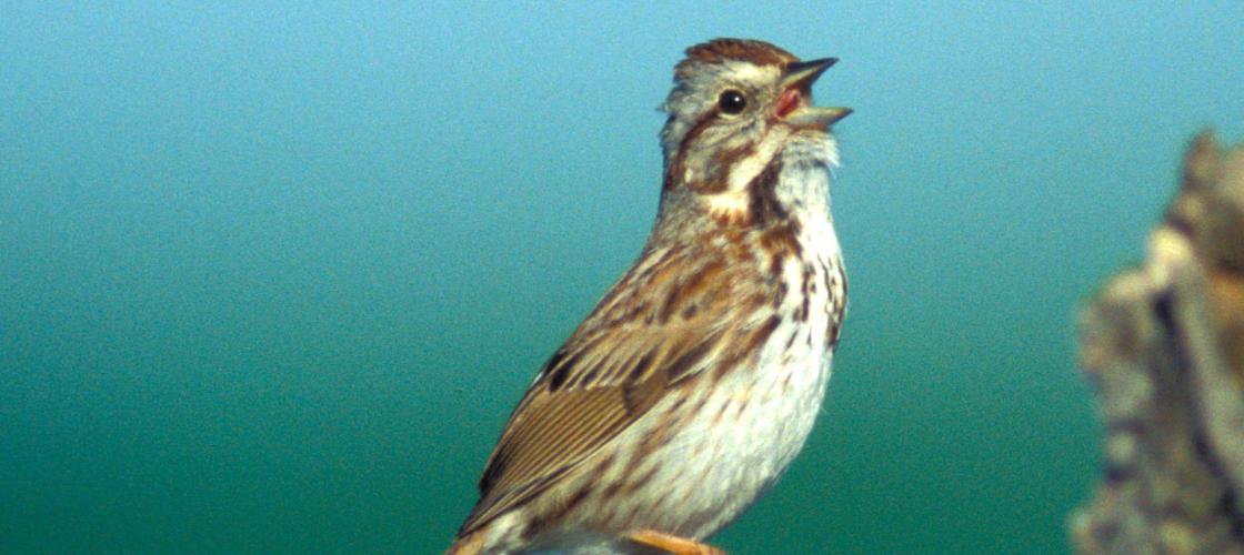 Image of a song sparrow