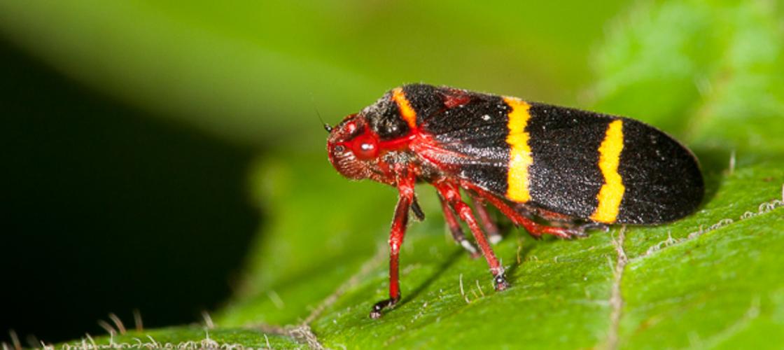 Photo of an adult two-lined spittlebug on a leaf