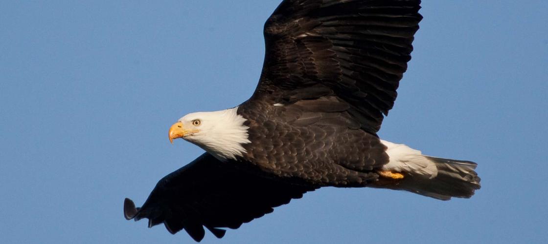 Photo of bald eagle soaring