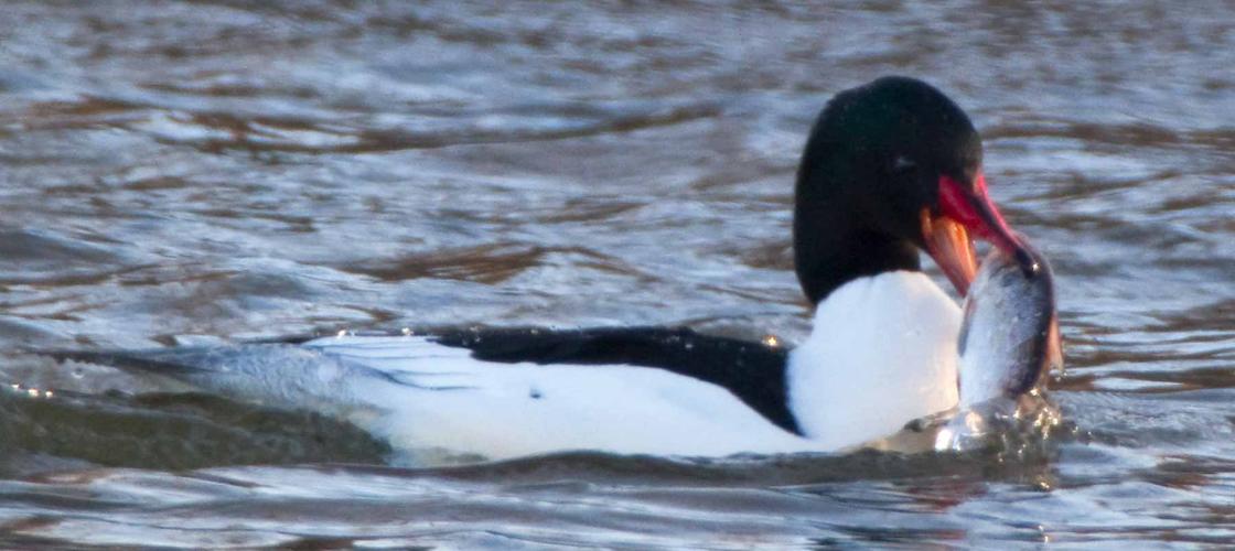 Photo of a male common merganser floating on water, eating a fish.