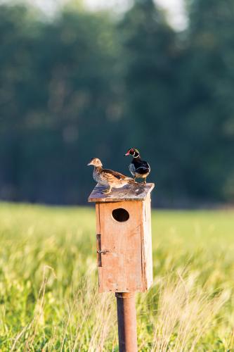 Wood ducks perched on a nesting box in a field