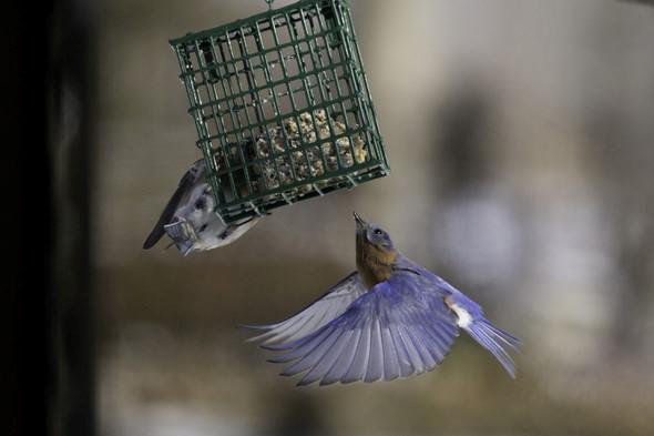 Bluebird at bird feeder