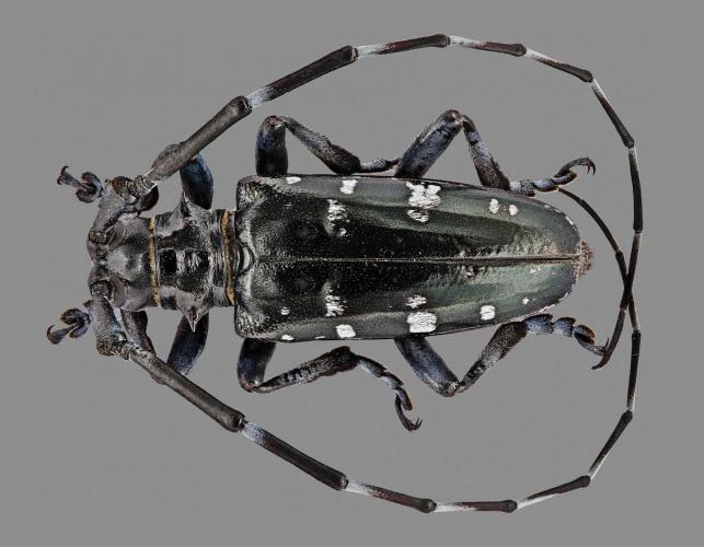 Asian longhorned beetle male, specimen