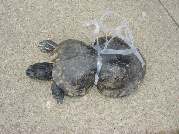 Peanut the Turtle found with plastic six-pack ring stuck around her shell