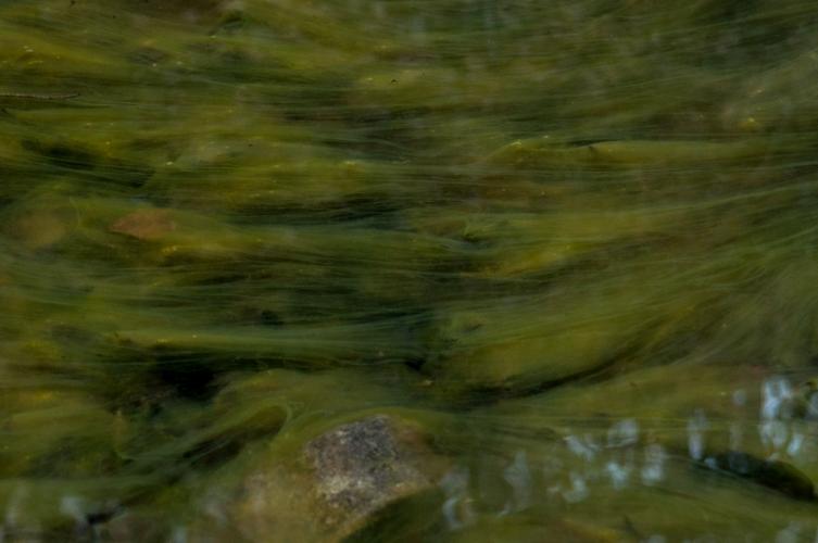 Strands of hairlike filamentous green algae clinging to rocks being swept downstream iIn current