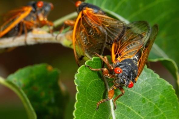 Periodical cicadas