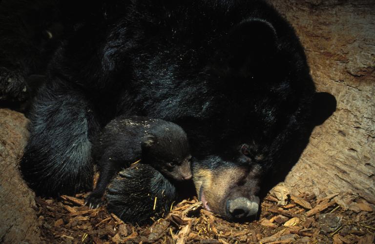Black Bear Sow with her Cubs