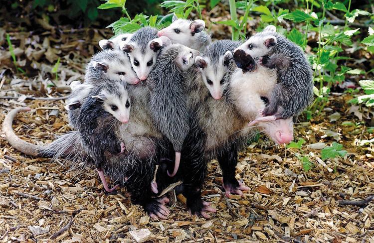 Opossum mom and babies