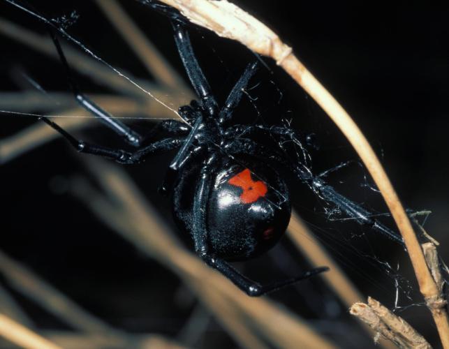 black widow spider. The red hourglass is visible on its abdomen.
