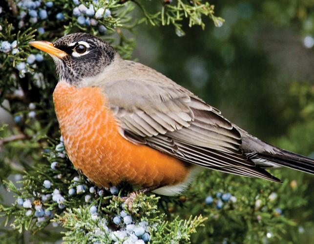 Robin on a eastern red cedar