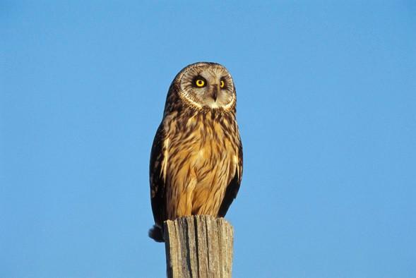 A barred owl perches on a post.
