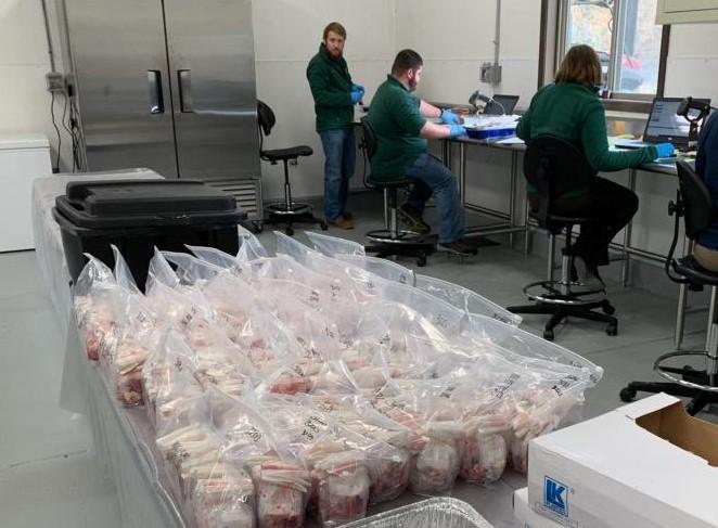 MDC Staff Processing Tissue Samples for CWD Testing