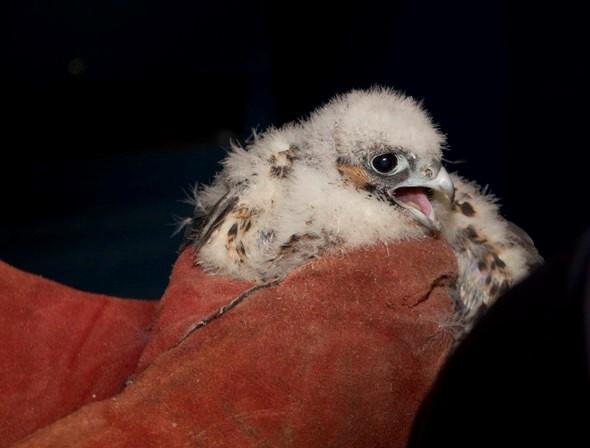 KC baby peregrine falcon