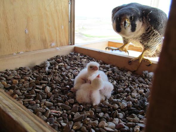 Falcon cam of nest.