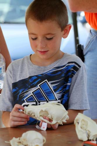Little boy is looking at an animal skull.