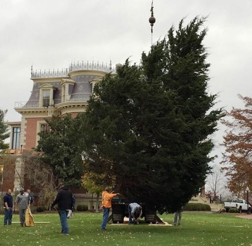 30-foot eastern red cedar tree being placed on the lawn of the governor's mansion.