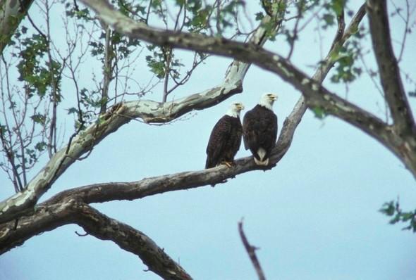 Two bald eagles perch on a tree branch.