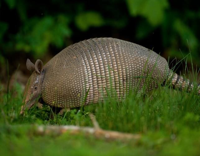 A nine-banded armadillo spotted foraging for food.