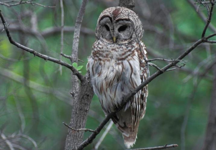 Barred owl on branch
