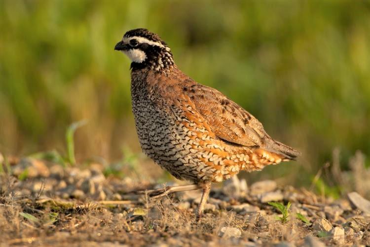 bobwhite_quail