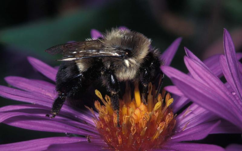 Bumblebee on New Englad Aster