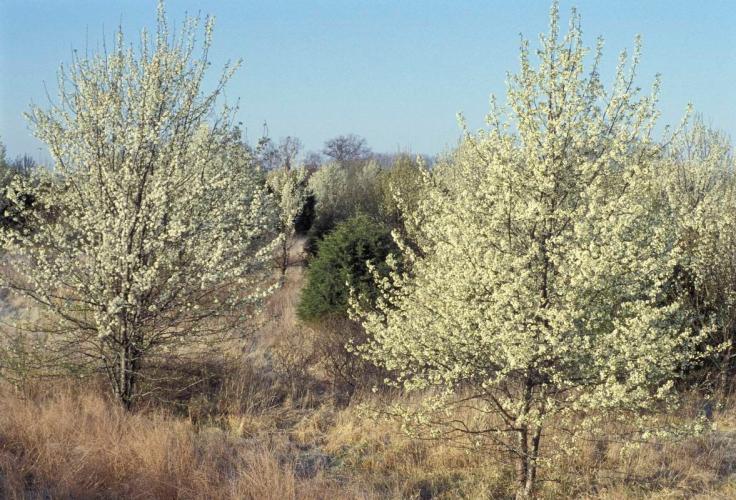 Callery Pear trees in field