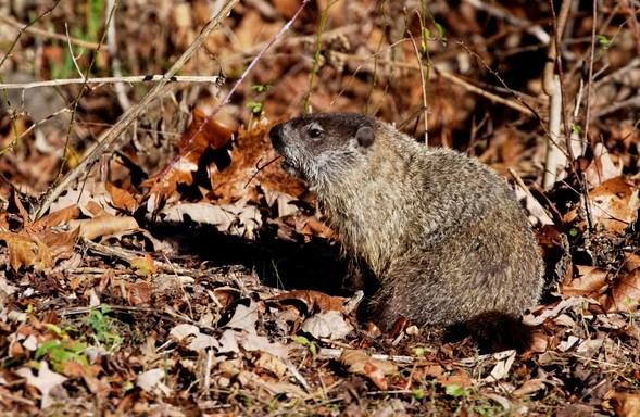 A groundhog in the brush.