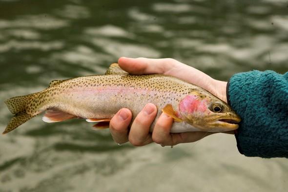 holding a rainbow trout